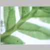 Leaf Base 20er 01.jpg